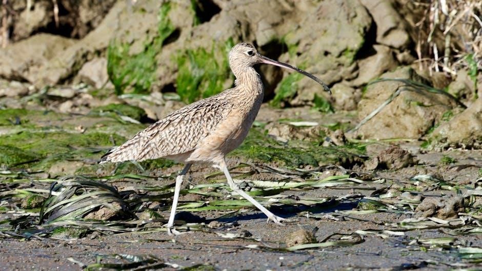 where the wild things are pdf